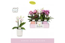 Phalaenopsis multiflora mix Boquetto Pinko Mix 3-5 spike in Molise Mix
