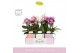 Phalaenopsis multiflora mix Boquetto Pinko Mix 3-5 spike in Molise Mix 