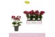 Phalaenopsis multiflora rood Boquetto Temptation 3-5 spike30 bl. 3 tak 