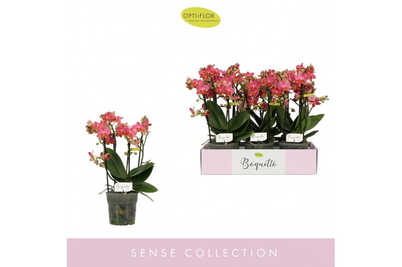 Phalaenopsis multiflora oranje Boquetto Charme 3-5 spike30 bl. 3 tak/p 