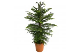 Araucaria heterophylla Araucaria Heterophylla3 pp