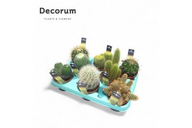 Cactus mix Cactus Mix (Decorum)