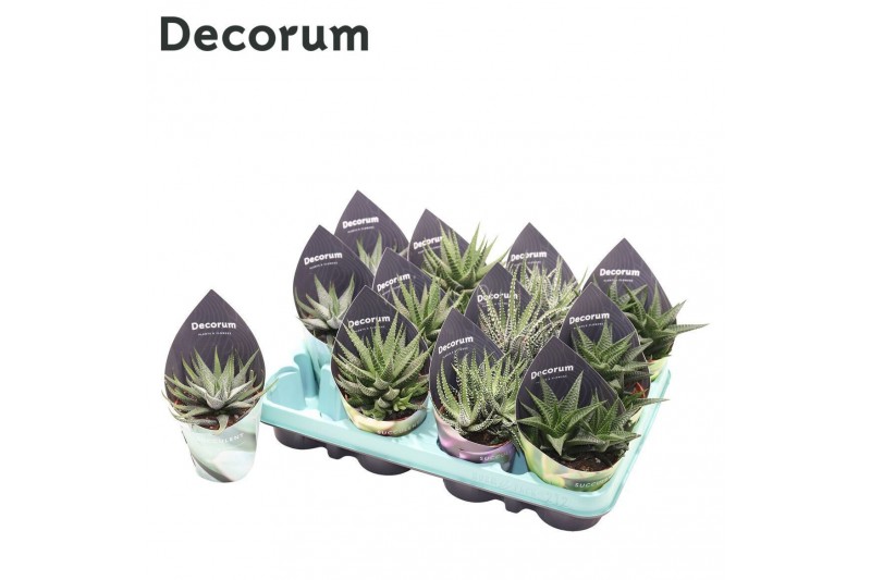 Haworthia mix Haworthia Mix (4spc.) (decorum)12 