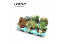 Cactus mix Cactus Mix (6spc.) (decorum)