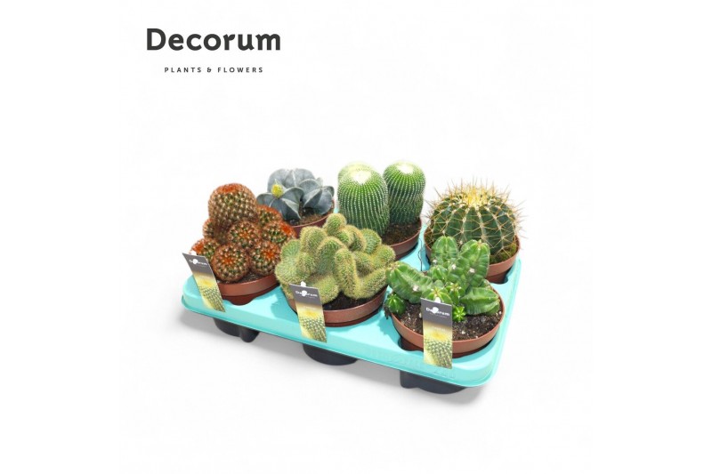 Cactus mix Cactus Mix (6spc.) (decorum) 