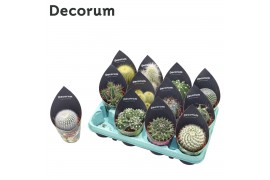Cactus mix Cactus Mix (12spc.) (decorum)1 pp 18