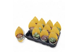 Lithops hookeri Lithops Mix (4spc.) (sierra)1 pp