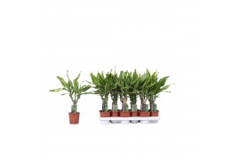 Dracaena fragr. golden coast 1 PP