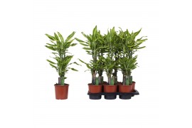 Dracaena fragr. golden queen 2 PP