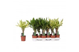 Dracaena mix 2 1 PP