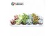 Succulenten Sierras® - Sevilla Succulent Mix (Deluxe)1 bl. 1 pp 