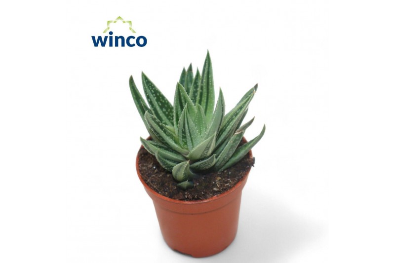 Gasteraloe aveo Gasteraloe Variegata1 pp 