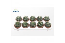 Cactus fero Ferocactus Emoryi1 pp