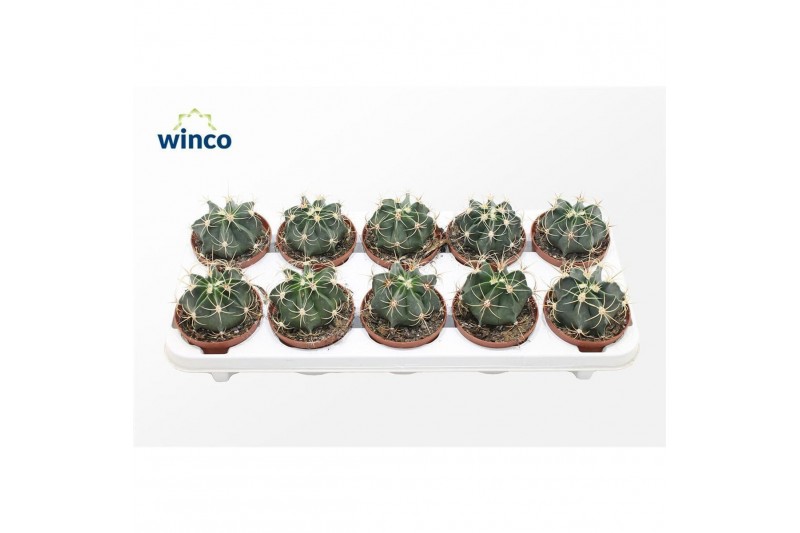 Cactus fero Ferocactus Emoryi1 pp 