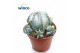 Euphorbia horrida Euphorbia Horrida Alba 
