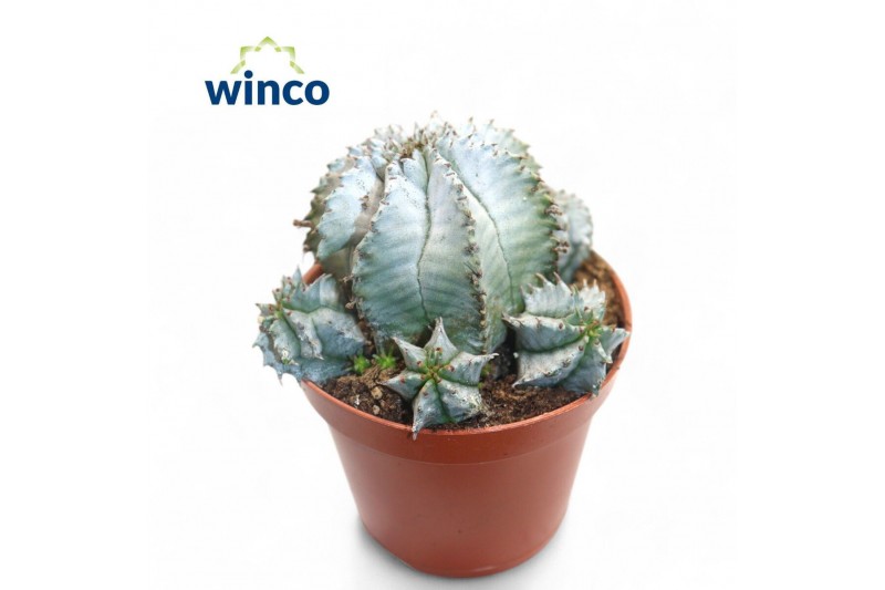 Euphorbia horrida Euphorbia Horrida Alba 