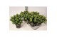 Skimmia japonica white dwarf Skimmia jap. White Dwarf20 bl. 