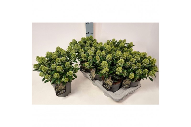 Skimmia japonica white dwarf Skimmia jap. White Dwarf20 bl. 