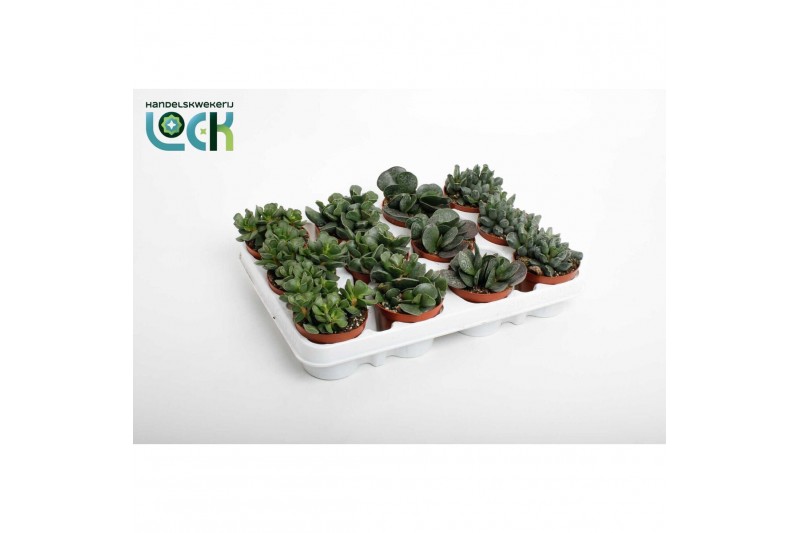 Adromischus cooperii Adromiscus mix 