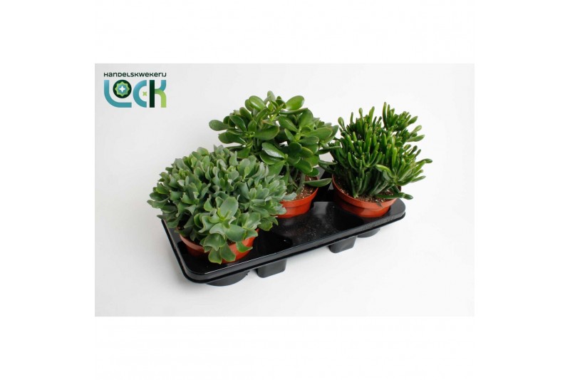 Crassula Crassula mix 