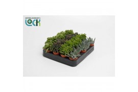 Succulenten mix Peperomia Mix