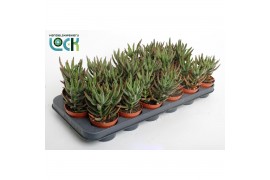 Succulenten Kalanchoë Spider Green3 pp