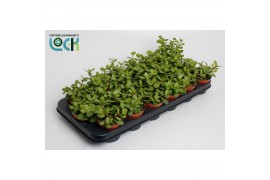 Portulacaria afra Portulacaria Afra3 pp