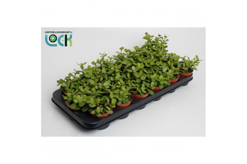 Portulacaria afra Portulacaria Afra3 pp 