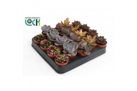 Succulenten mix Succulenten Herfst Mix3 pp