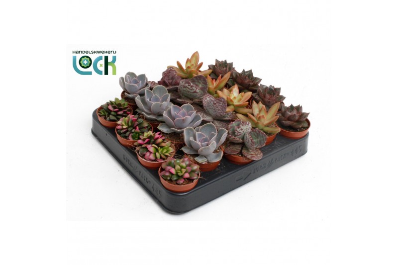 Succulenten mix Succulenten Herfst Mix3 pp 