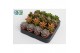 Succulenten mix Succulenten Herfst Mix3 pp 