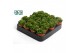 Peperomia happy bean Peperomia Green Spark3 pp 