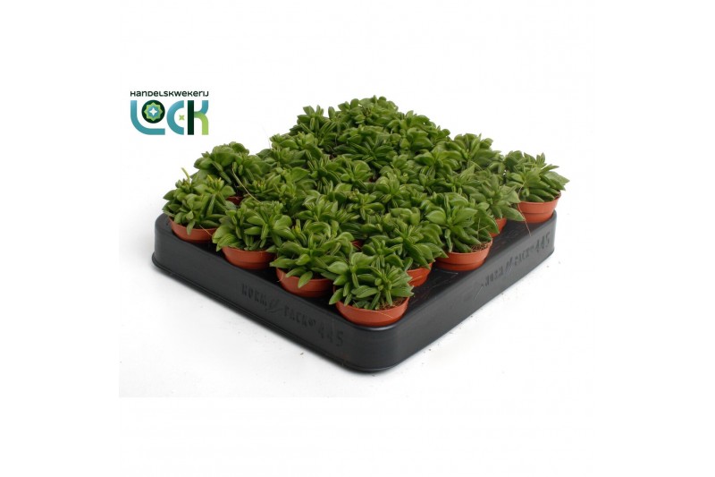 Peperomia happy bean Peperomia Green Spark3 pp 