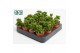 Peperomia happy bean Peperomia Green Spark3 pp 
