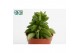 Peperomia happy bean Peperomia Green Spark3 pp 