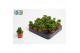 Peperomia happy bean Peperomia Green Spark3 pp 