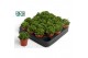 Peperomia happy bean Peperomia Green Spark3 pp 