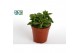 Peperomia happy bean Peperomia Green Spark3 pp 