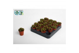 Sedum Sedum Rubrotinctum
