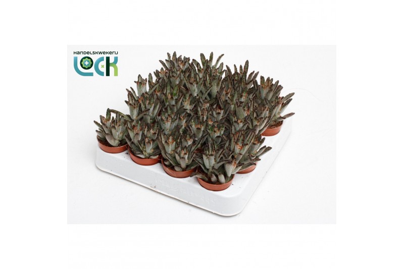Kalanchoe tomentosa Kalanchoë Tomentosa Dark tanz3 pp 