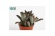 Kalanchoe tomentosa Kalanchoë Tomentosa Dark tanz3 pp 