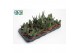 Gasteria mix Gasteria Mix3 pp 