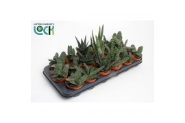 Gasteria mix Gasteria Mix3 pp