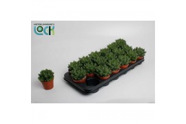 Haworthia Haworthia Cooperii