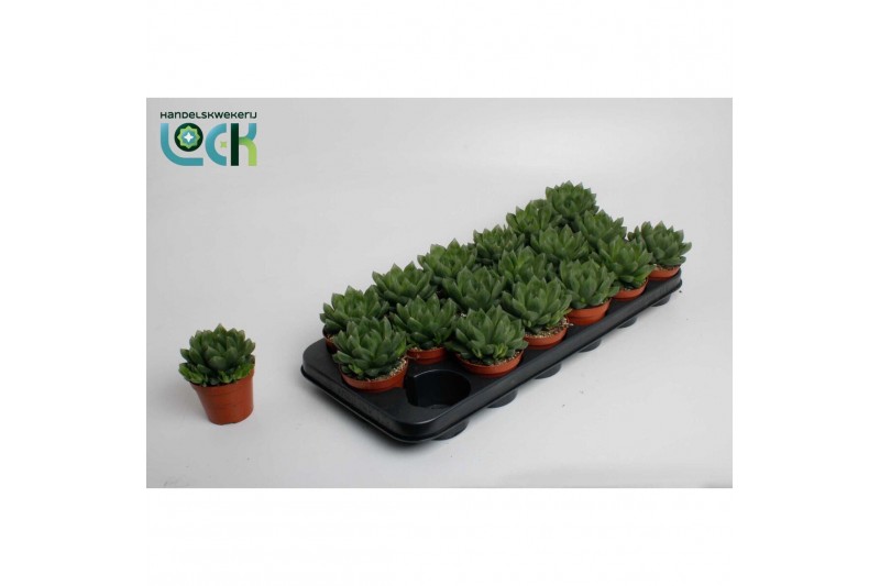 Haworthia Haworthia Cooperii 