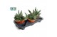 Succulent minor Gasteria minor 