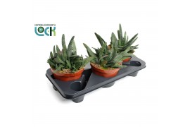 Succulent minor Gasteria minor