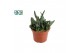 Succulent minor Gasteria minor 