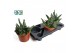 Succulent minor Gasteria minor 