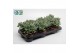 Crassula Crassula Arborensis Cristaat 